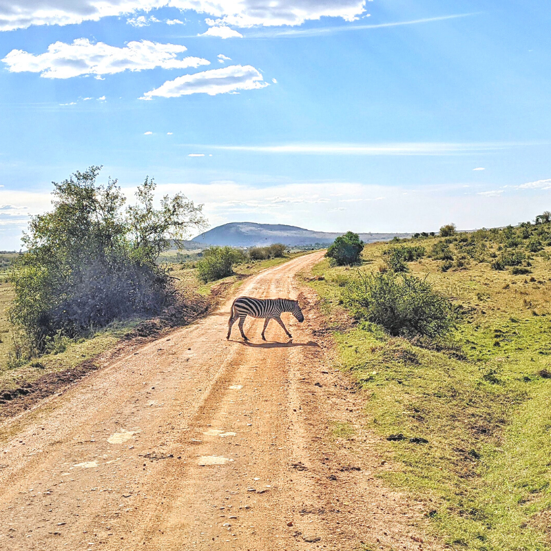 Safari to Masai Mara with Kids - Traveling Graces